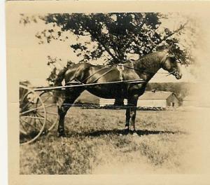 2000.1.129.D HJ Stanclift Horse