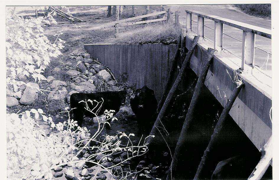 2010.299.9.14 Cows Staring at Camera